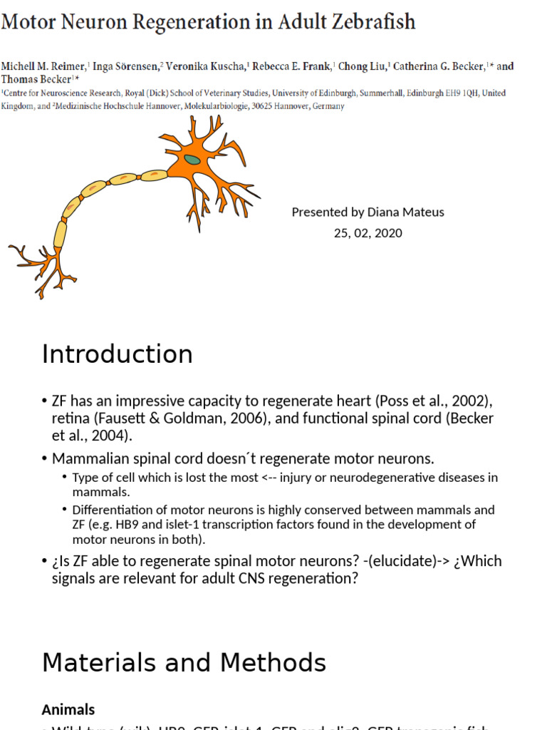 Zebrafish Spinal Cord Motor Neuron Regeneration | PDF | Axon | Neuron