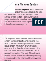 Peripheral Nervous System