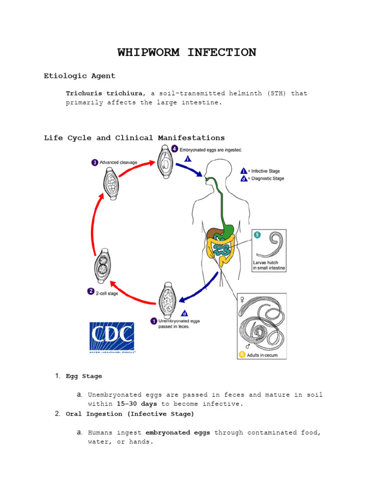 Whipworm Infection | PDF | Human Diseases And Disorders | Medical ...