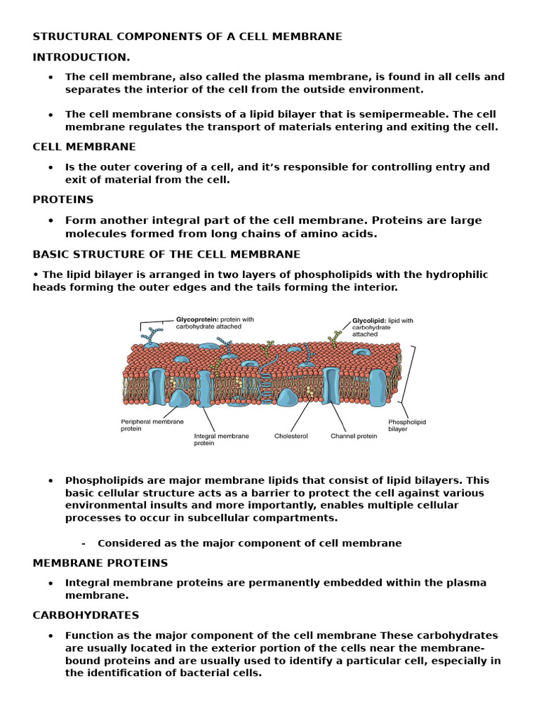 Cell Membrane Structure and Function | PDF