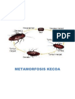 METAMORFOSIS KECOA