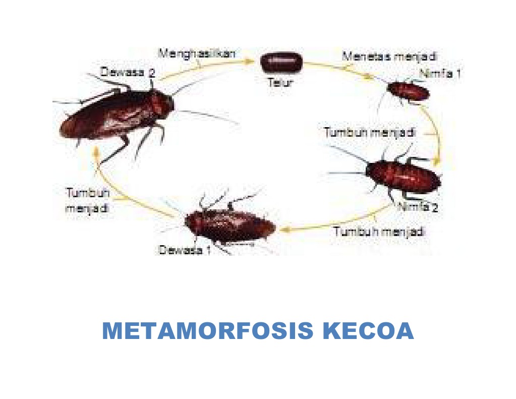 Metamorfosis Kecoa PDF