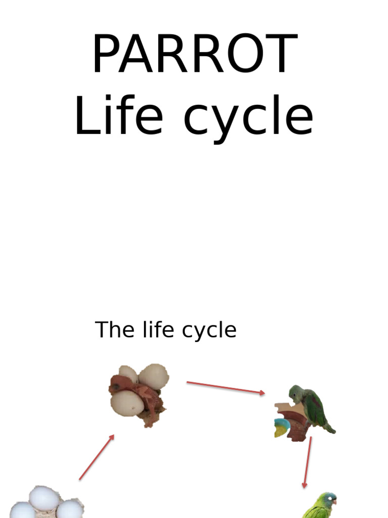 Parrot Life Cycle and Hatching Guide | PDF