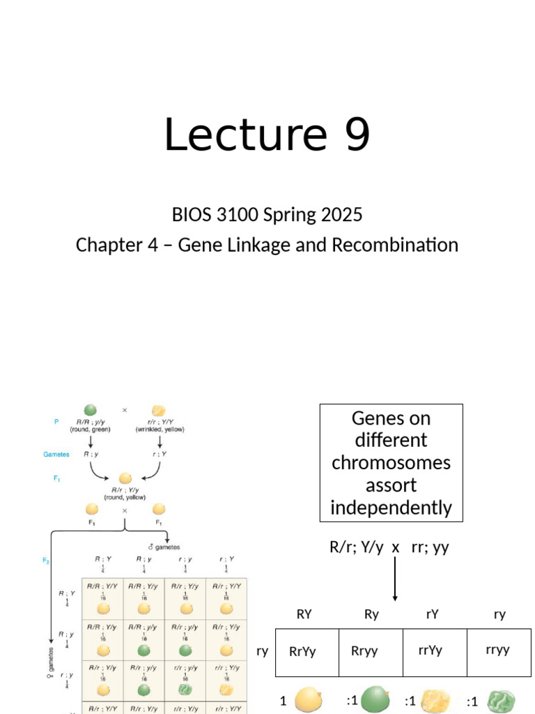 BIOS 3100 Lecture 9 Spring 2025 - Gene Linkage For Students | PDF ...