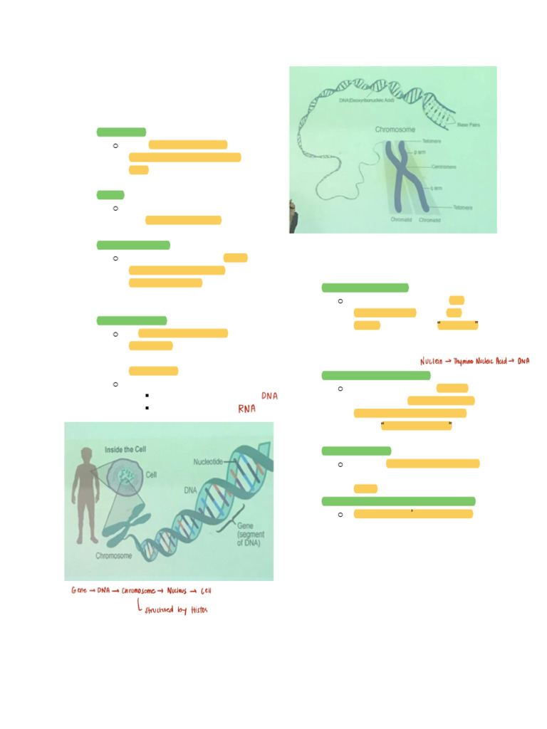 molbio-lab-dna-structure | PDF | Dna | Nucleic Acids