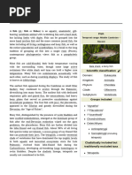 Overview of Batomorphi Classification | PDF | Vertebrates | Elasmobranchii