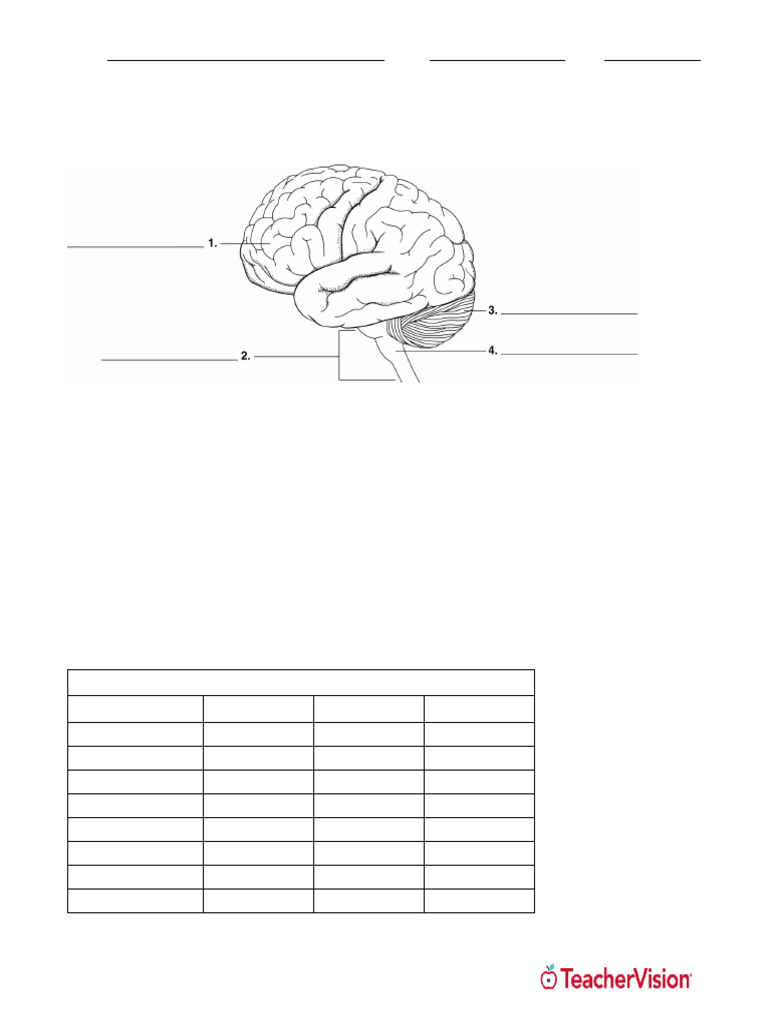 Parts of the Brain Overview | PDF