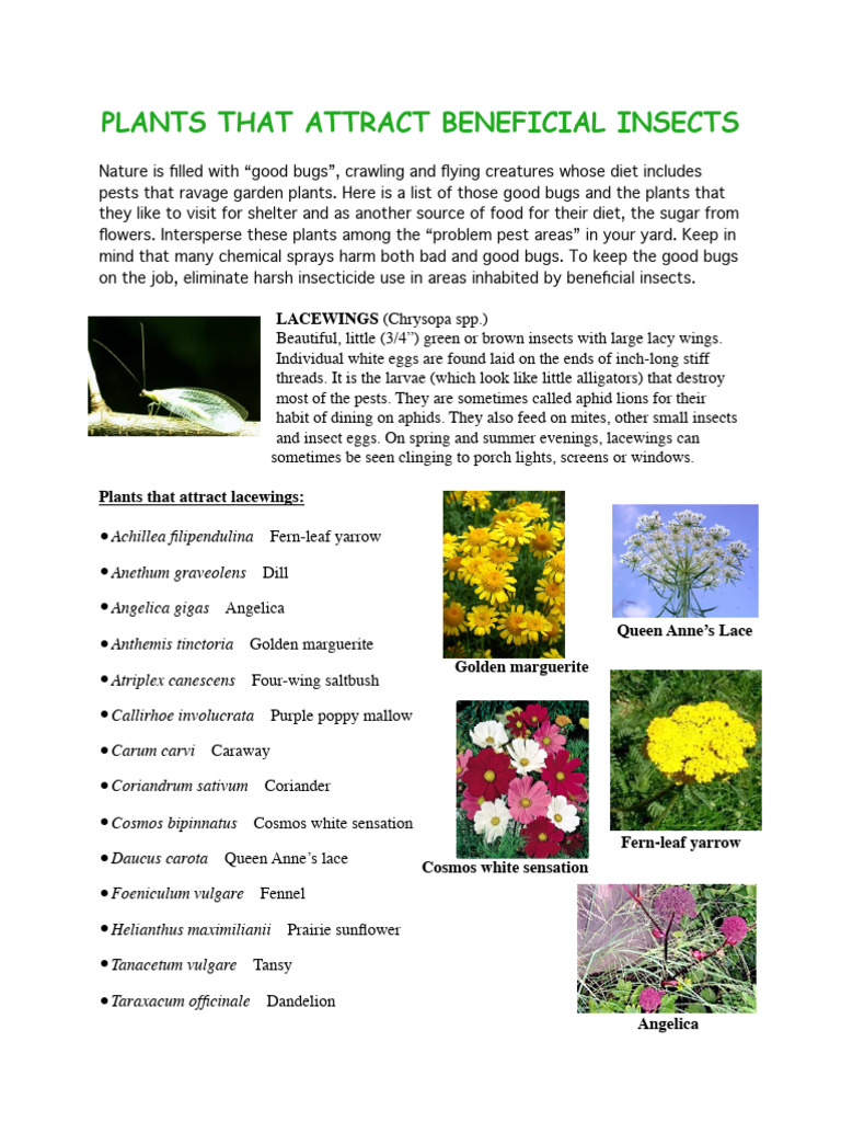 Plants to Attract Beneficial Insects | PDF | Insects