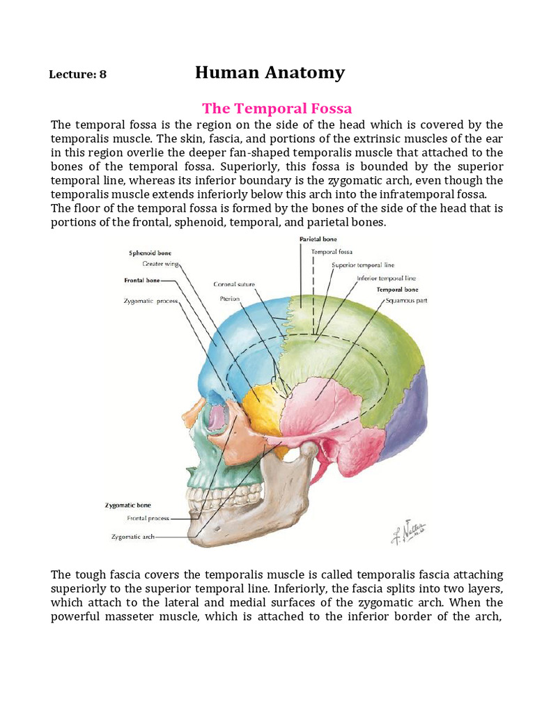 General Human Anatomy, Lec.8 (The Temporal Fossa) - Ar | PDF