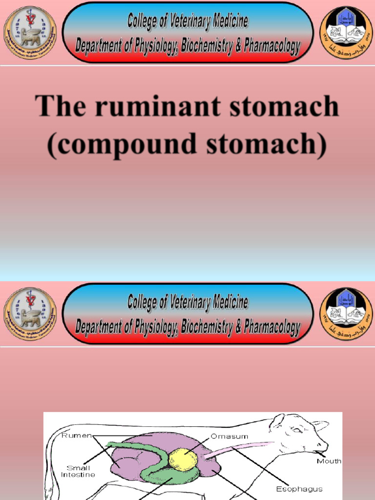 Ruminant Stomach Anatomy and Functions | PDF | Digestion | Esophagus