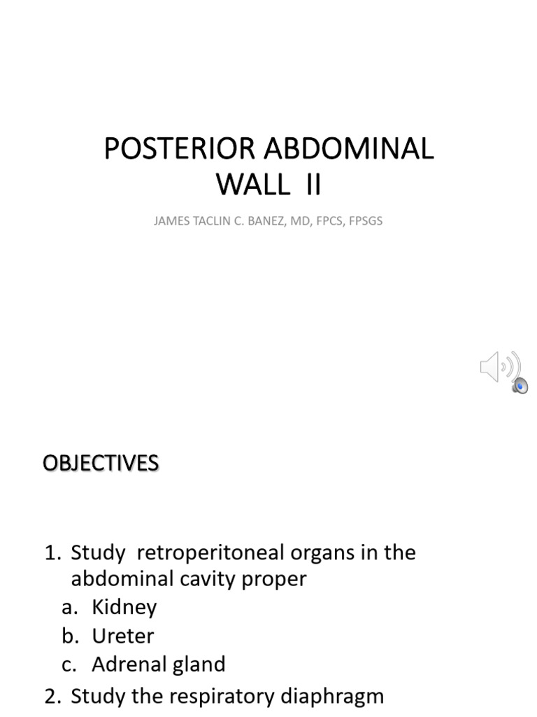 Anatomy of the Retroperitoneal Organs | PDF | Kidney | Adrenal Gland