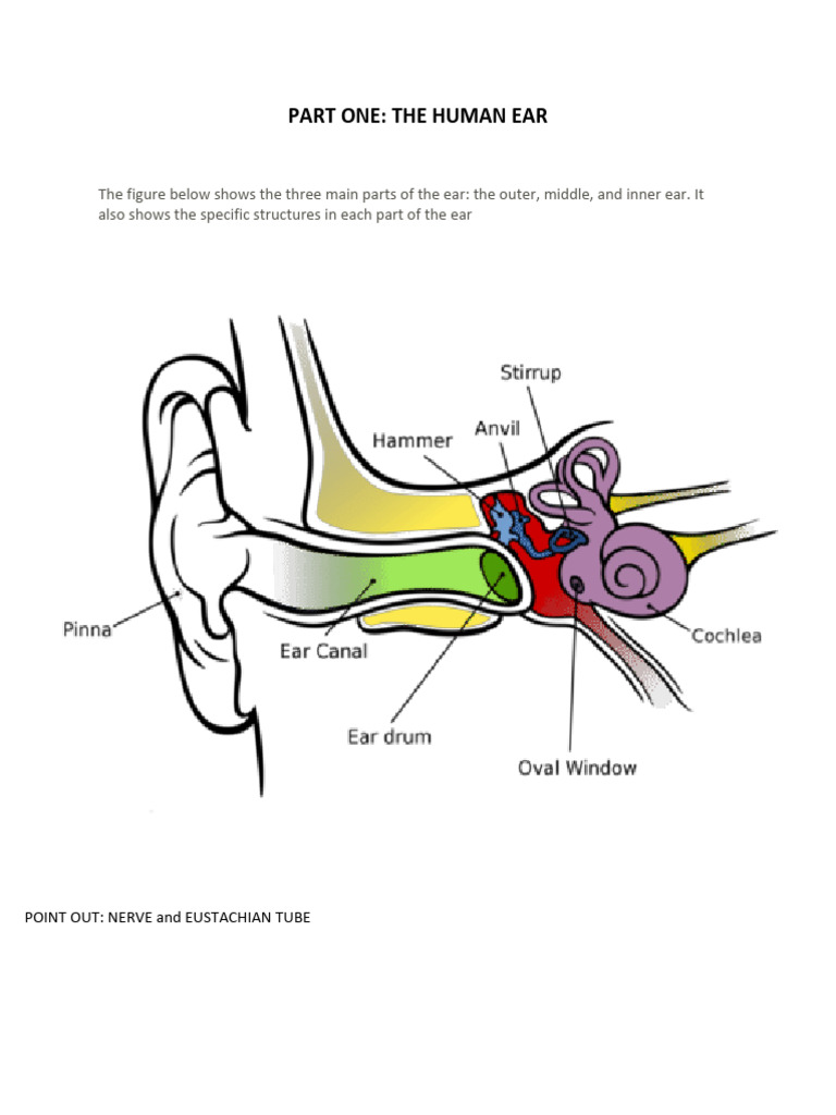 The Human Ear Part One | PDF
