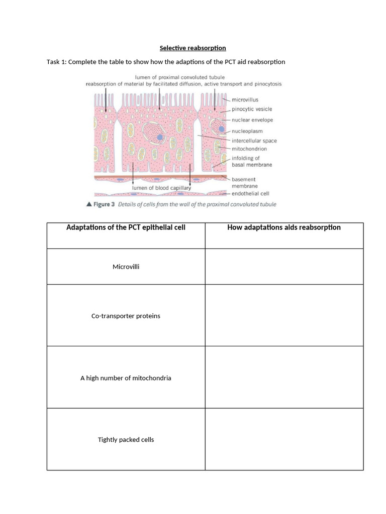 WS-Selective Reabsorption | PDF