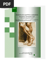 Anatomia de superfície e palpatória da perna, tornozelo e pe - Prof. Me. Leandro Nobeschi