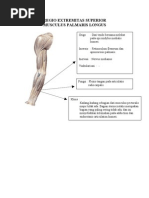 Download Extremitas Atas by Piddini Adhan Syntaxerror SN83770738 doc pdf