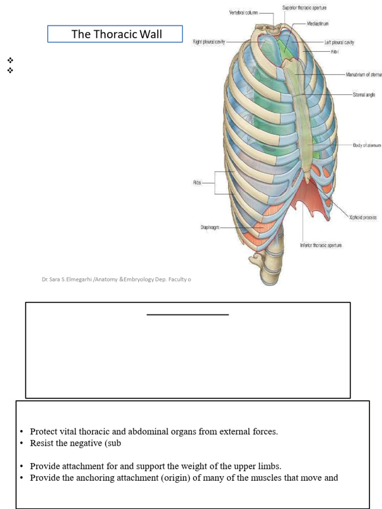 Anatomy of the Thoracic Wall and Cage | PDF | Vertebra | Thorax