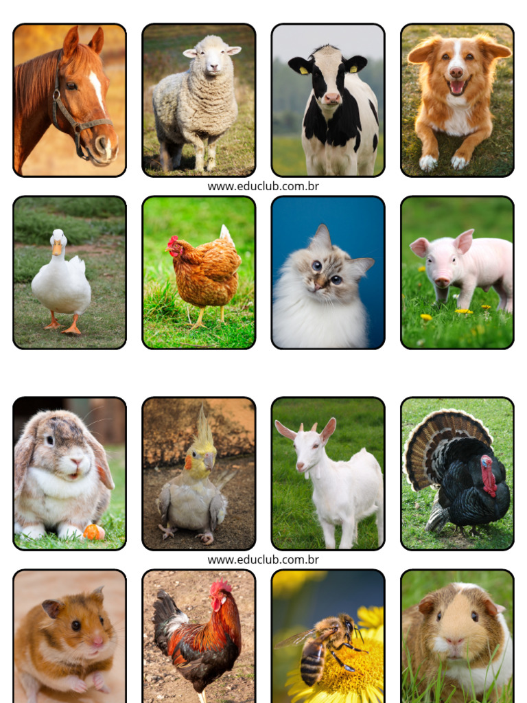Animais Domésticos para Educação Infantil | PDF