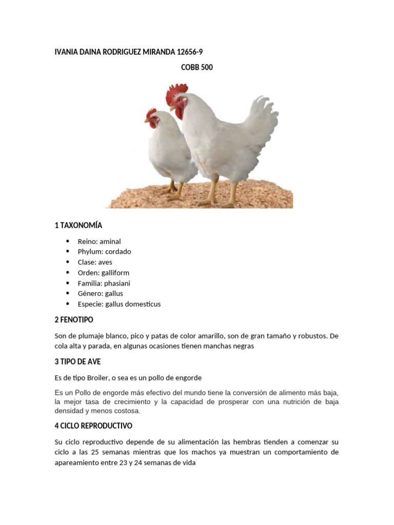 Características del Pollo Cobb 500 | PDF | Pollo | Aves