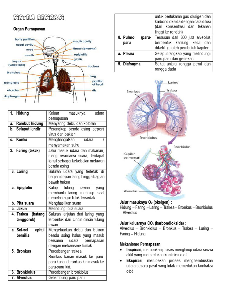 Rangkuman Materi Biologi Kelas XI | PDF