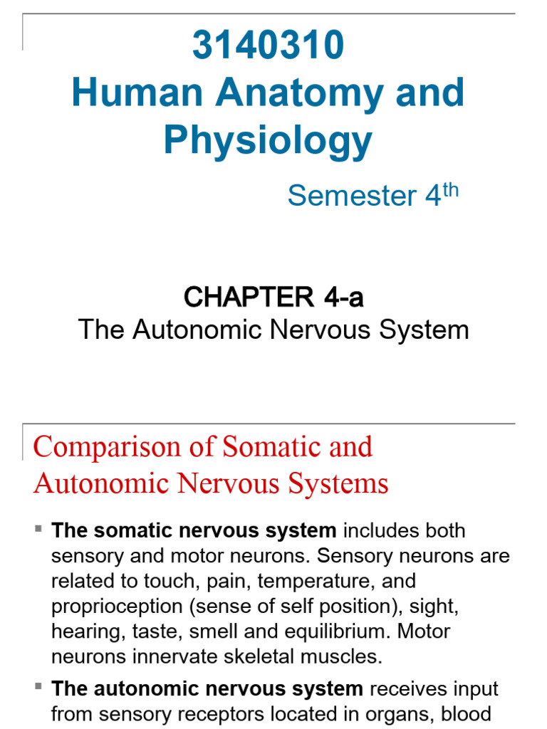 The Autonomic Nervous System | PDF | Autonomic Nervous System | Motor ...