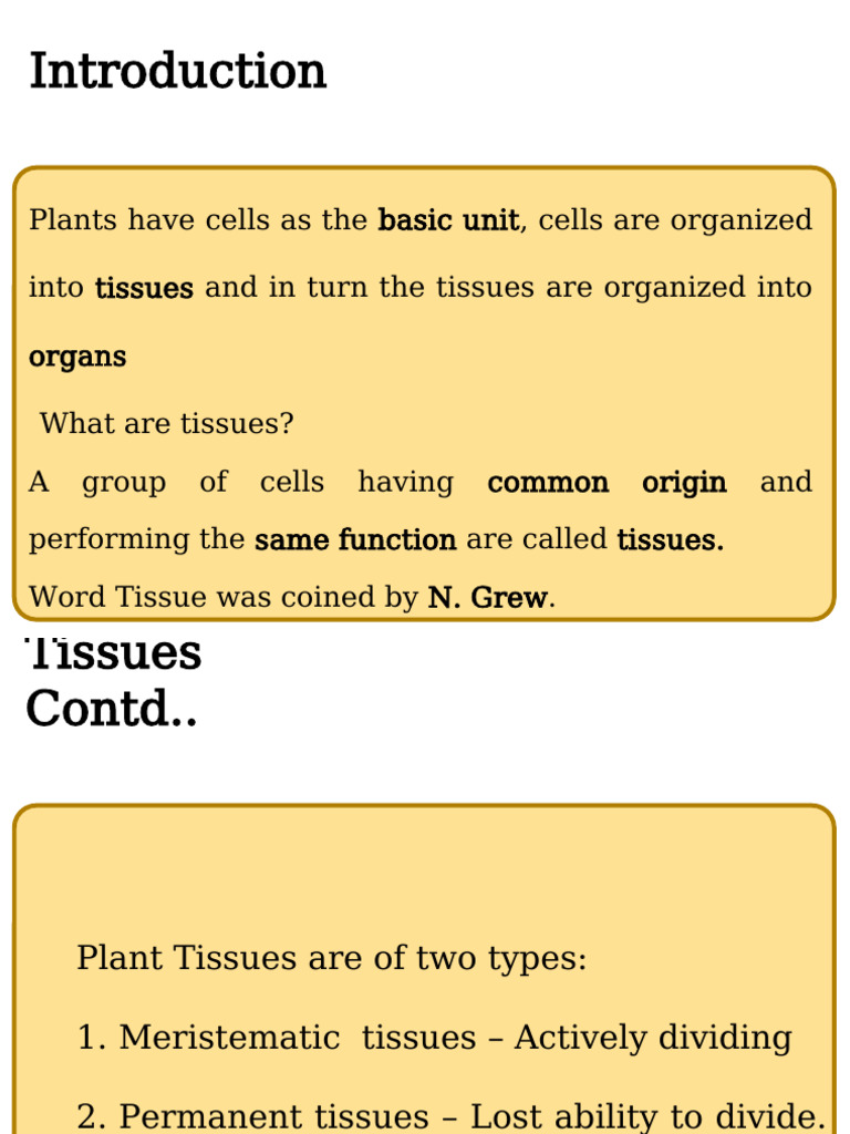 Overview of Plant Tissues | PDF | Tissue (Biology) | Plant Stem