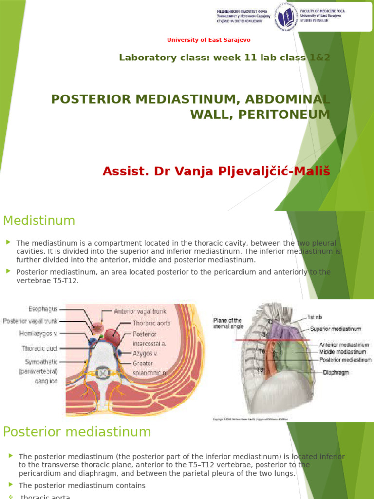 Posterior Mediastinum & Abdominal Wall Anatomy | PDF | Peritoneum | Aorta