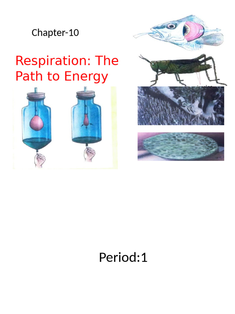 GD VII SC CH 10 Repiration | PDF | Cellular Respiration | Respiratory ...