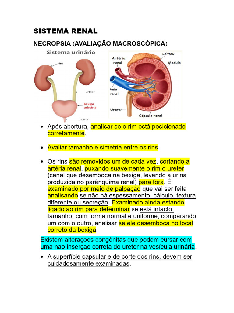 Avaliação Macroscópica do Rim na Necropsia | PDF | Rim | Infecção do ...