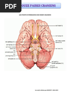 LES DOUZE NERFS CRANIENS Par Muspat | PDF | Système nerveux