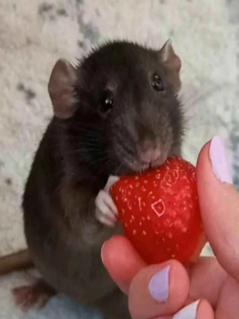 Ratin | PDF