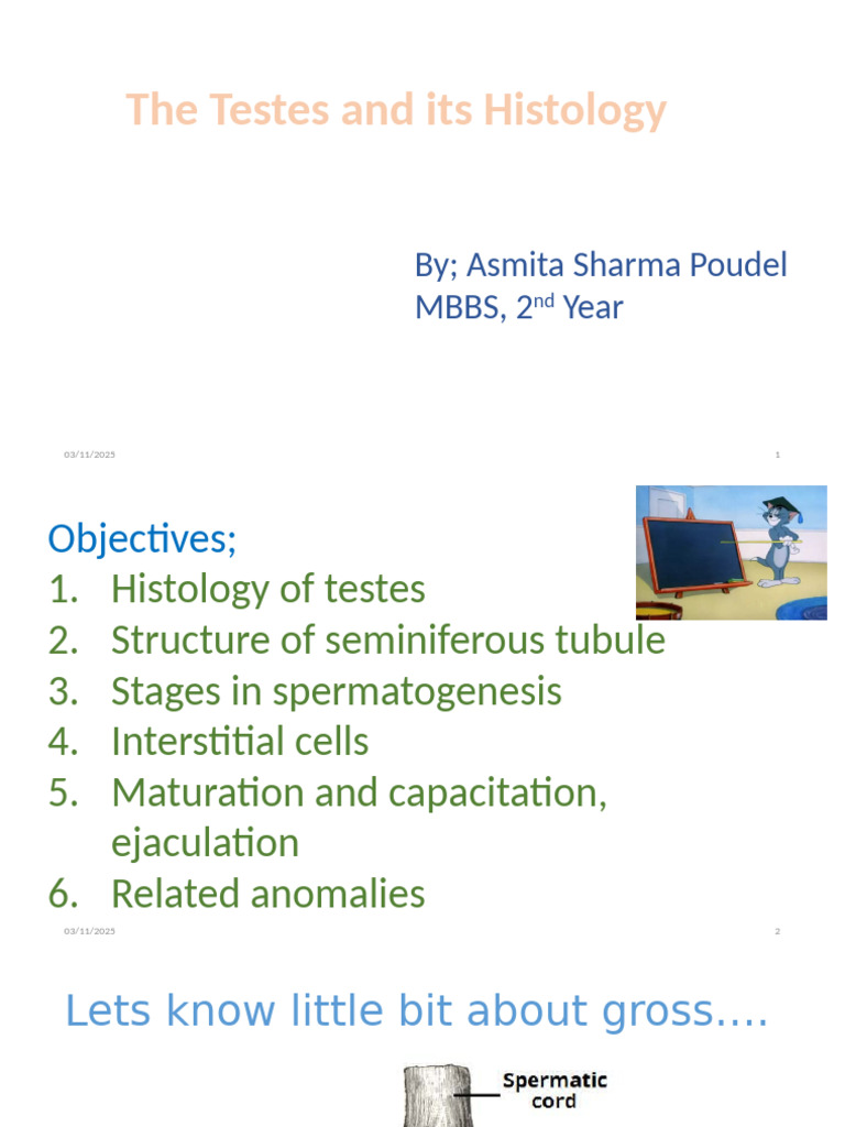 Testes Histology and Spermatogenesis Guide | PDF