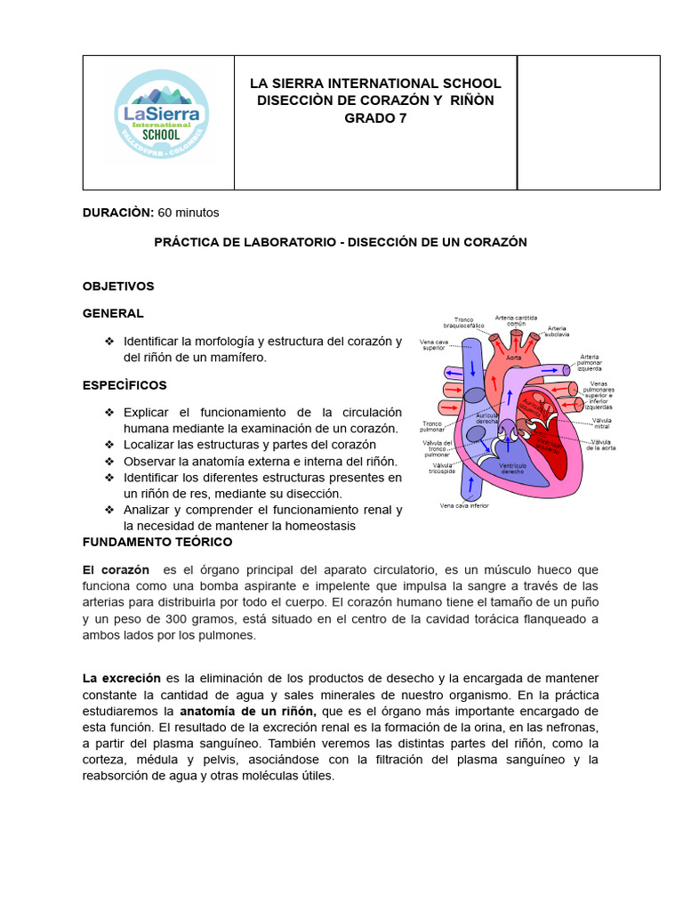 Laboratorio Corazón y Riñón | PDF | Riñón | Corazón