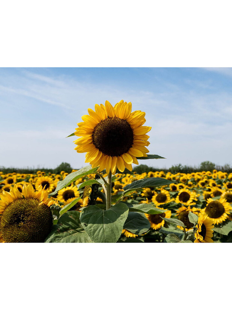 Sunflower | PDF