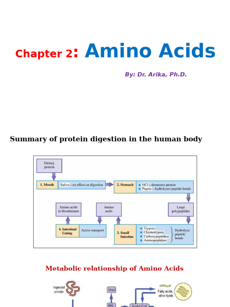 Understanding Amino Acids: Structure & Properties | PDF | Amino Acid ...