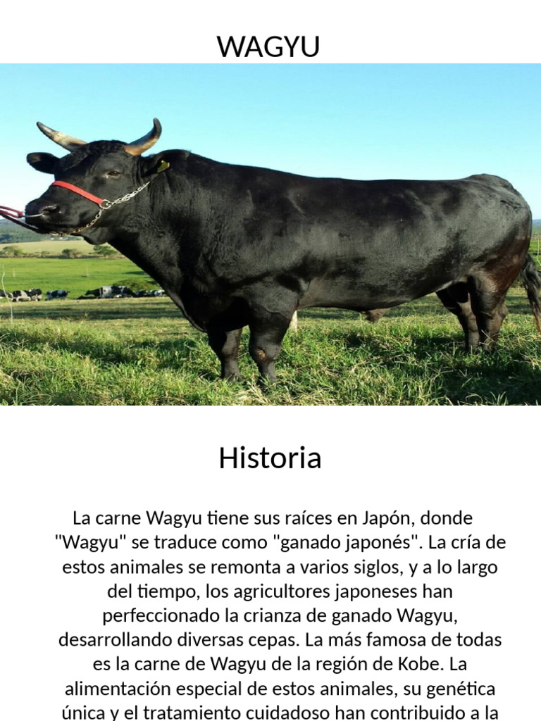 Guía de Cocina y Tipos de Wagyu | PDF