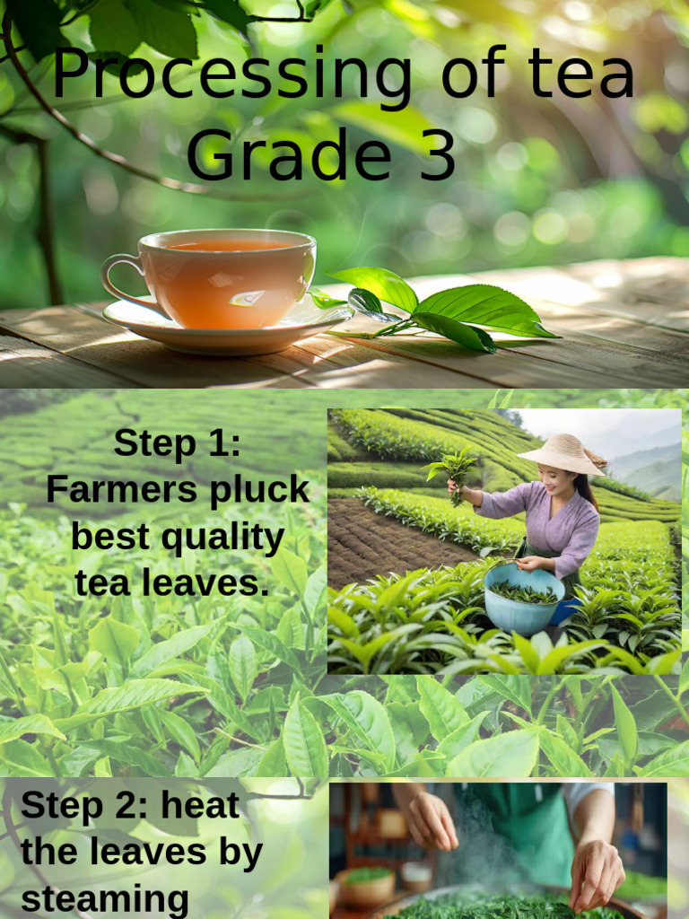 Steps in Tea Processing | PDF