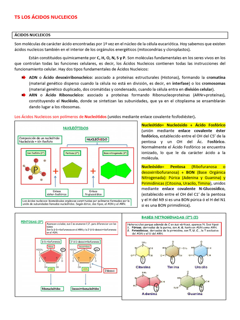 Estructura y Función de los Ácidos Nucleicos | PDF | Messenger Rna | Adn