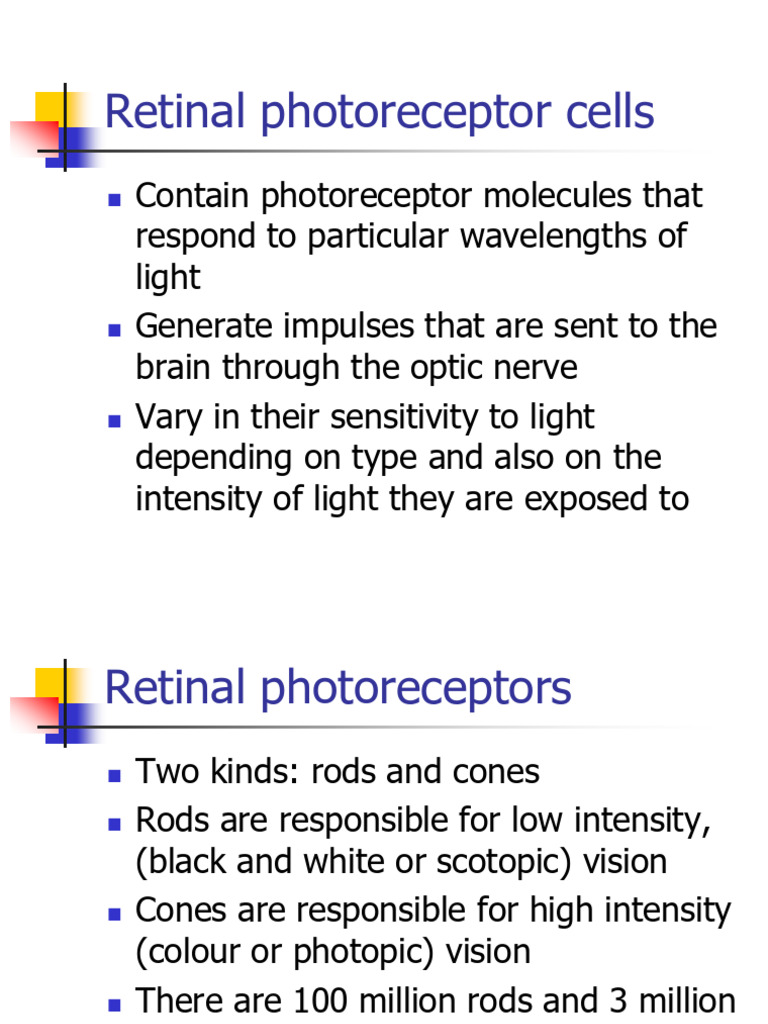Retinal Photoreceptors and Visual Cycle | PDF | Retinal | Vitamin A
