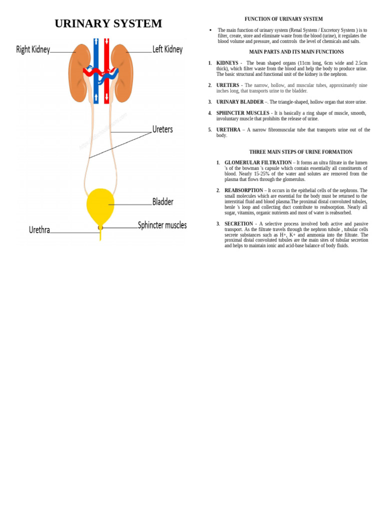 Urinary System Functions and Structure | PDF | Urinary System | Kidney