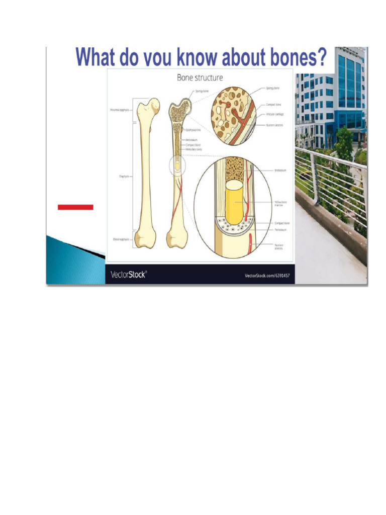 Bone | PDF