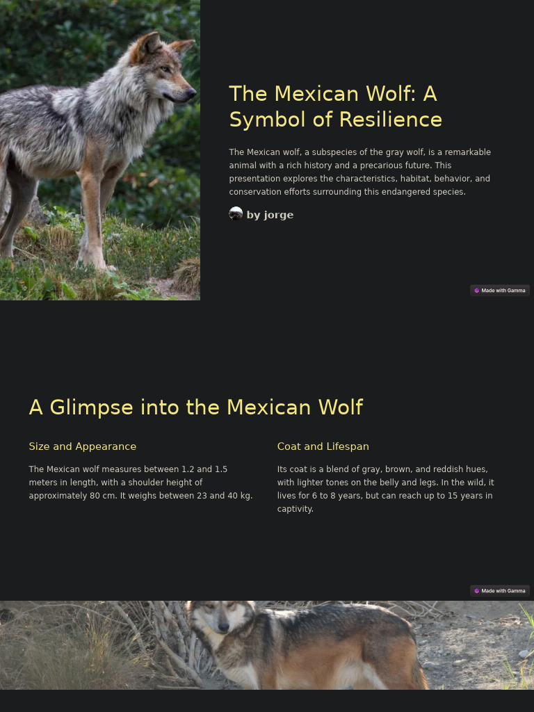 Mexican Wolf: Strength and Resilience | PDF | Zoology