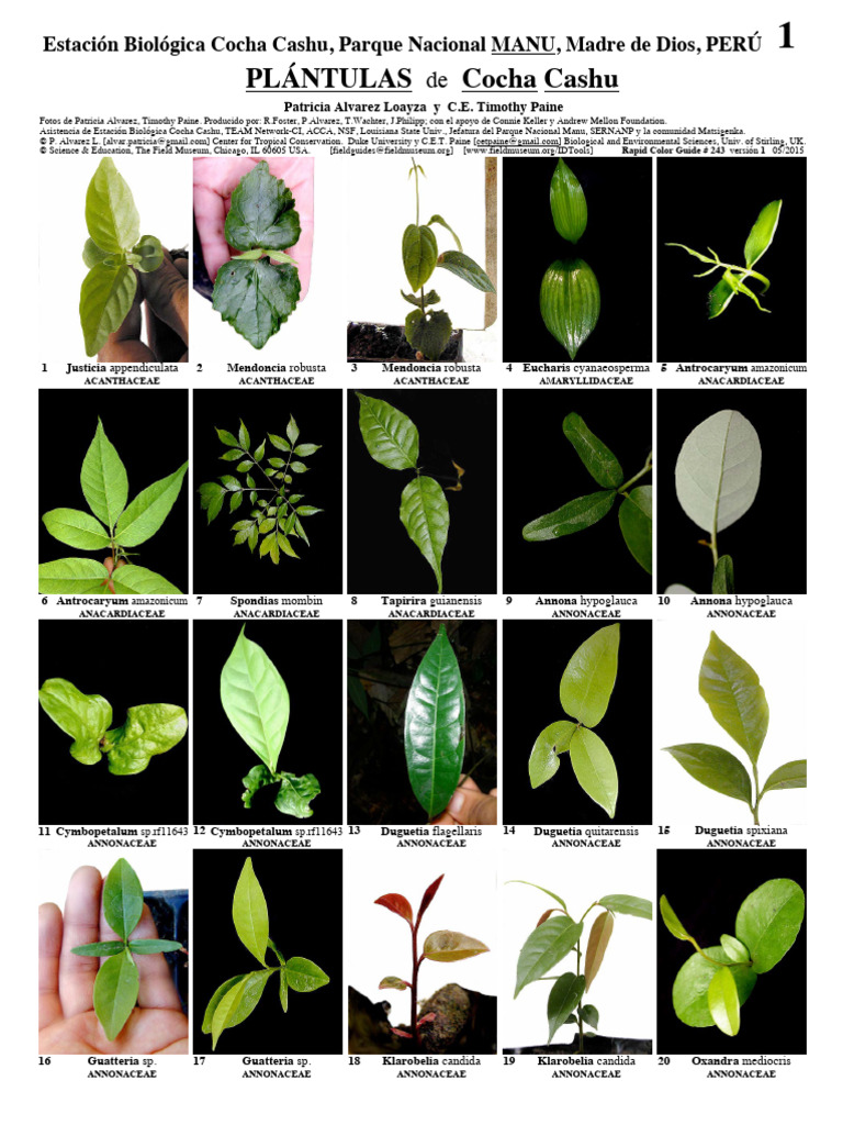 Cocha Cashu Plantulas | PDF | Arecaceae | Plantas