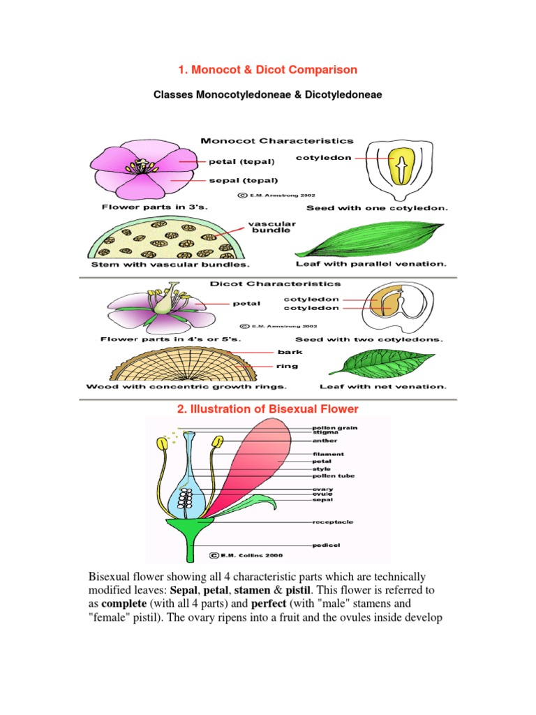 Orchid Classification: Monocot or Dicot? | PDF | Orchidaceae | Gardening