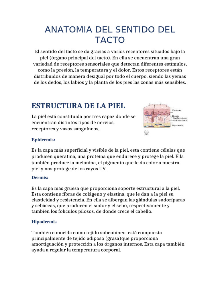Anatomía del Tacto y Estructura de la Piel | PDF