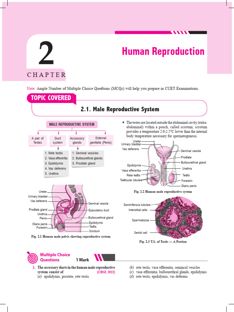 Human Reproduction | PDF | Testicle | Luteinizing Hormone