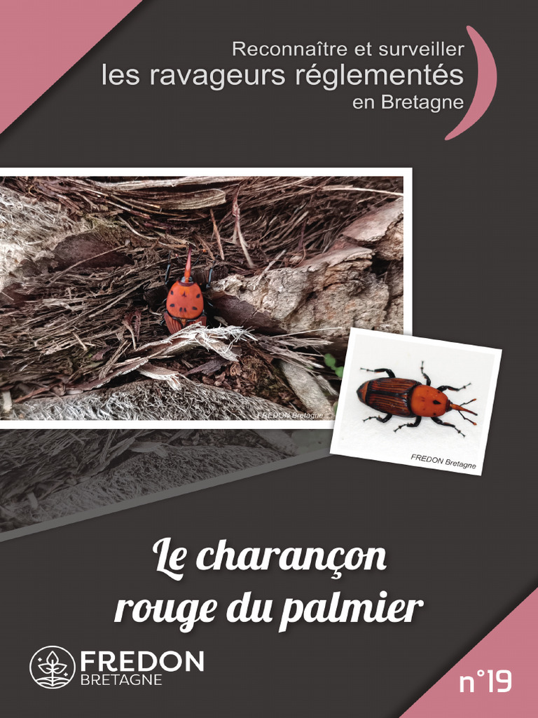 Charançon rouge du palmier en Bretagne | PDF | Organisme nuisible ...