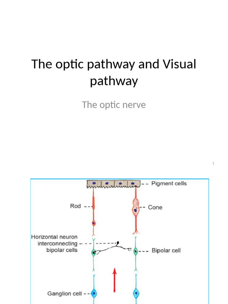 Visual Pathway and Optic Nerve Overview | PDF | Visual System | Retina