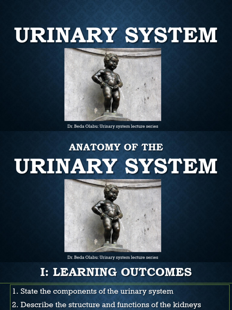 7. Urinary System - Organs of the Urinary System | PDF | Urinary System ...