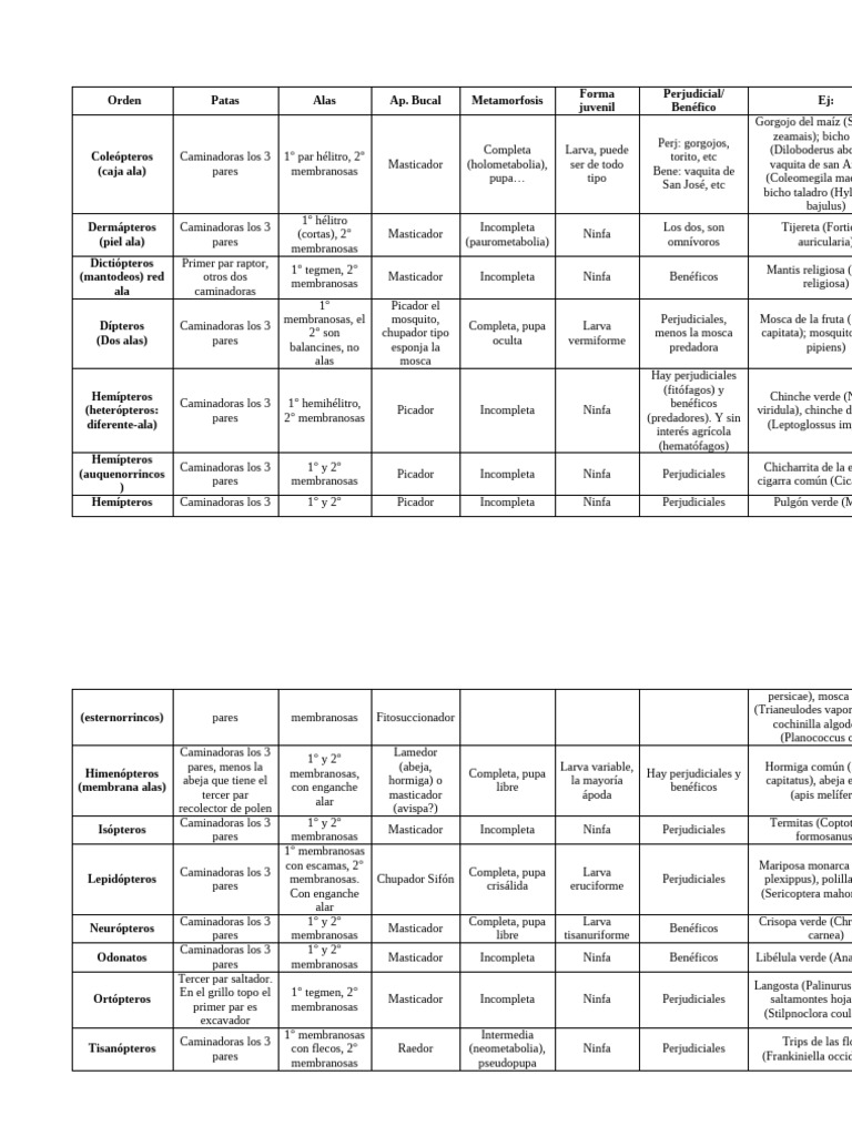 Cuadro Órdenes Insectos | PDF | Crisálida | Mosca