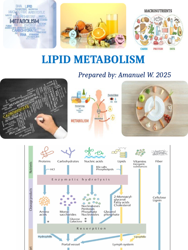 Lipid Metabolism 4 WU | PDF | Ketosis | Fatty Acid